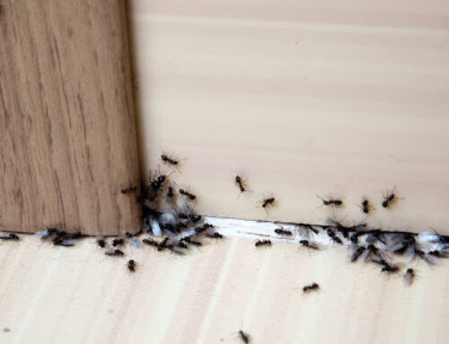 شركة مكافحة النمل في الشارقة | 0501021422 |طرد النمل الابيض