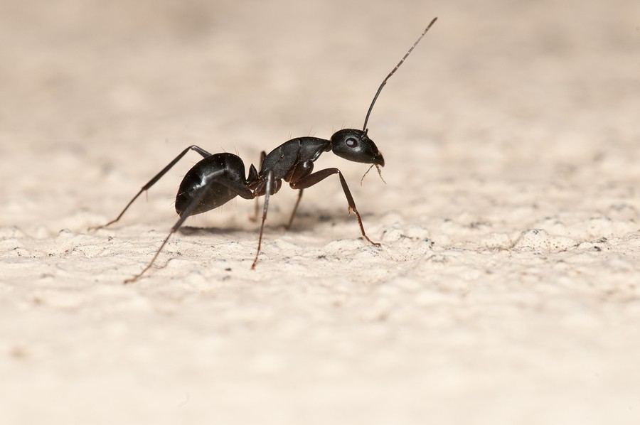شركة مكافحة النمل في ام القيوين