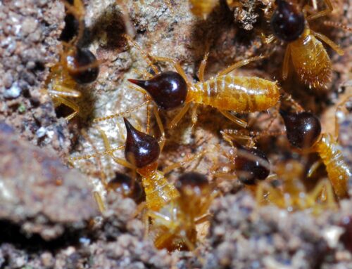 شركة مكافحة النمل في دبي |0501021422|النمل الابيض