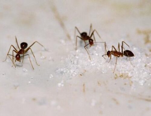 شركة مكافحة النمل في راس الخيمة |0501021422 |مكافحة النمل الابيض